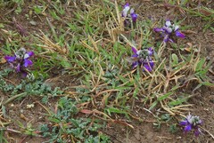 Dalea boliviana, photograph author not stated, no rights reserved