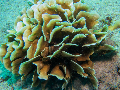 Potato Chip Coral