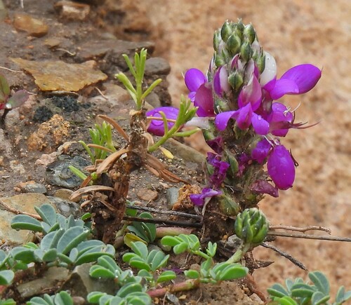 Dalea boliviana, photograph 5