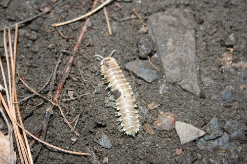 Traveling Cherry Millipede photo 5