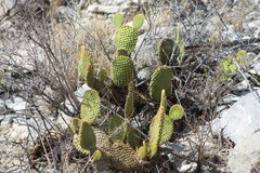 Opuntia microdasys