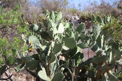Opuntia