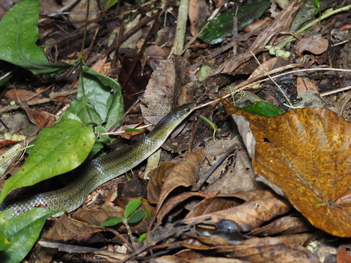 Photo of a Sakishima Green Snake (Ptyas herminae)