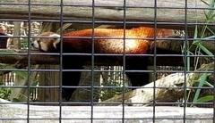 Ailurus fulgens