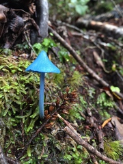 Entoloma hochstetteri