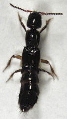 Phacophallus parumpunctatus