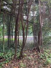 Ficus microcarpa microcarpa