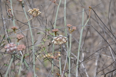 Asclepias subaphylla