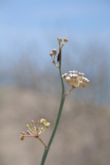 Asclepias subaphylla