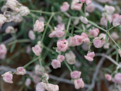Plocama hymenostephana