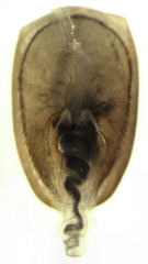 Phacophallus parumpunctatus