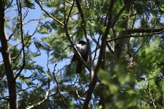 Diglossa carbonaria