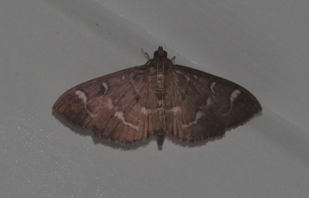 Syllepte orbiferalis