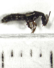 Phacophallus parumpunctatus