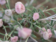 Plocama hymenostephana