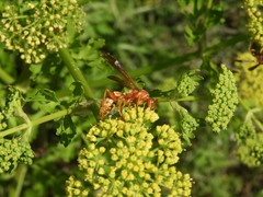 Polistes apachus texanus