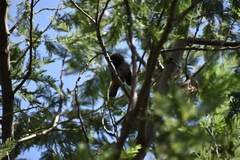 Diglossa carbonaria