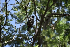 Diglossa carbonaria