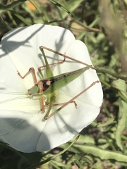 Platylyra californica