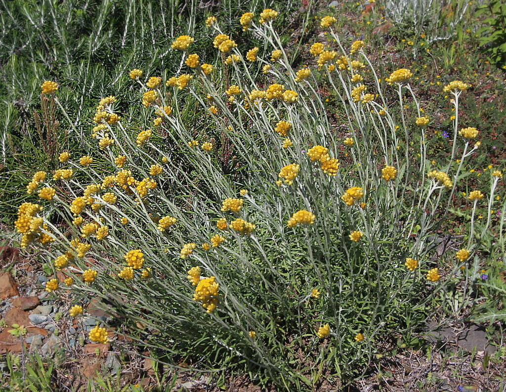 Mediterranean Strawflower from Near Stavrovouni, 620m, Cyprus on March