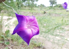Ipomoea sescossiana