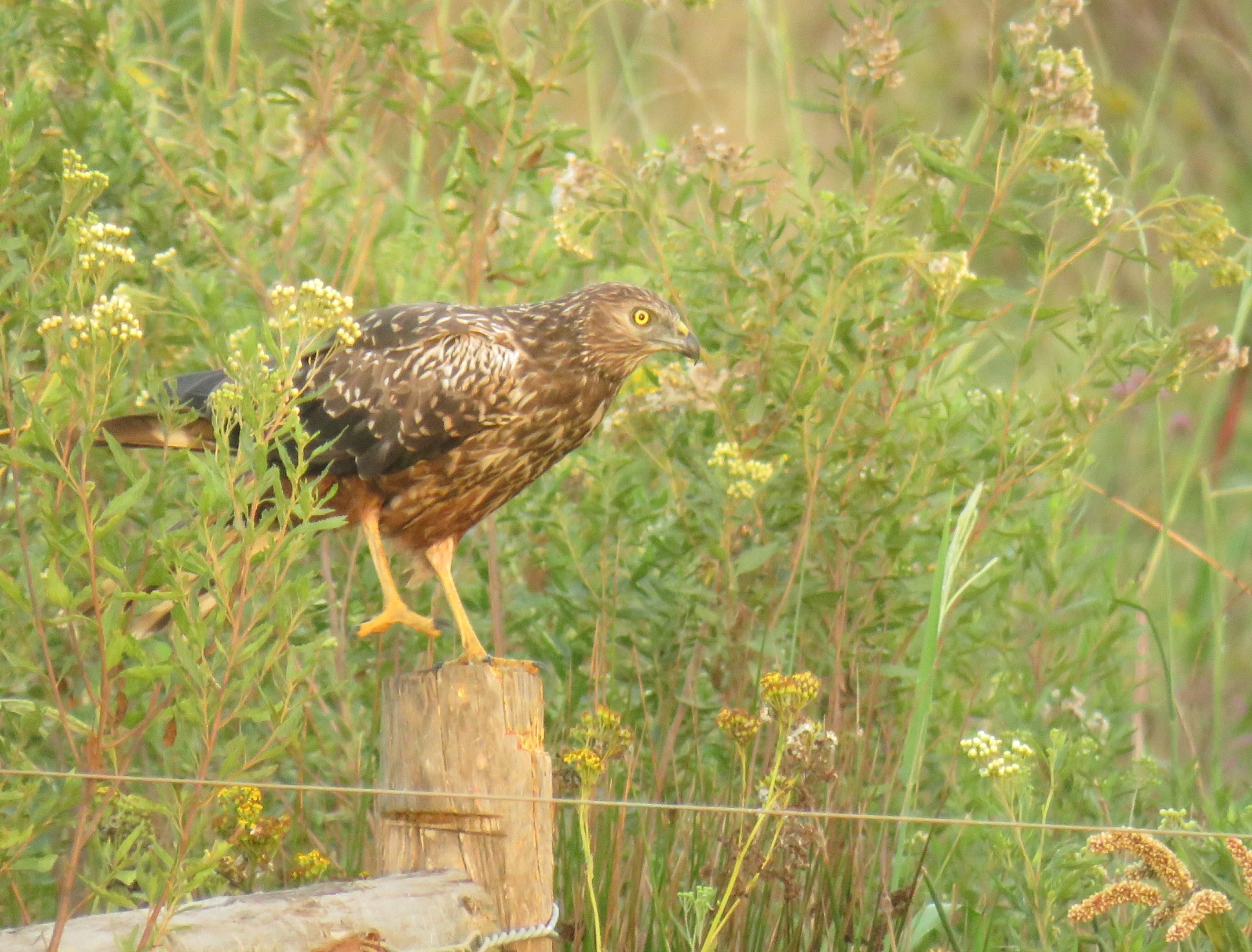 African Marsh Harrier illustration