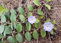 Evolvulus rotundifolius