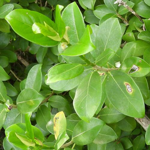 Scrambling fig (Ficus burtt-davyi)
