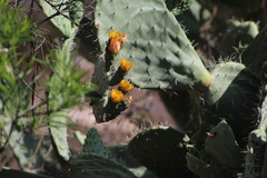 Opuntia