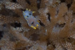 Polycera sp-a