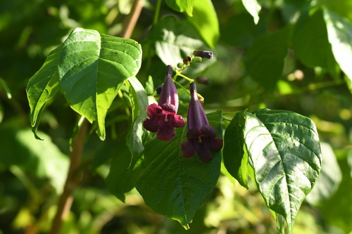 Jacaranda duckei