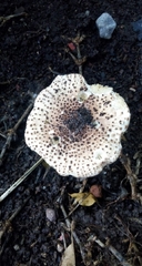 Lepiota asperula