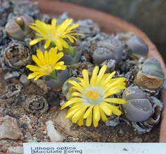Lithops optica