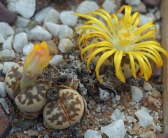 Lithops lesliei