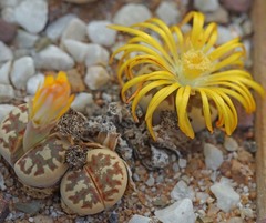 Lithops lesliei