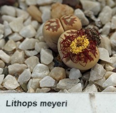 Lithops meyeri
