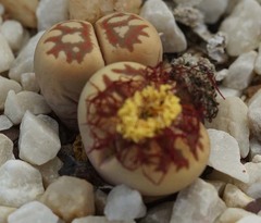 Lithops meyeri