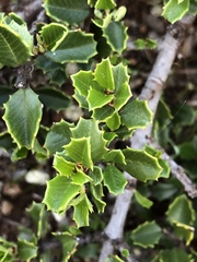 Ceanothus decornutus