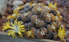 Lithops