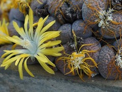 Lithops