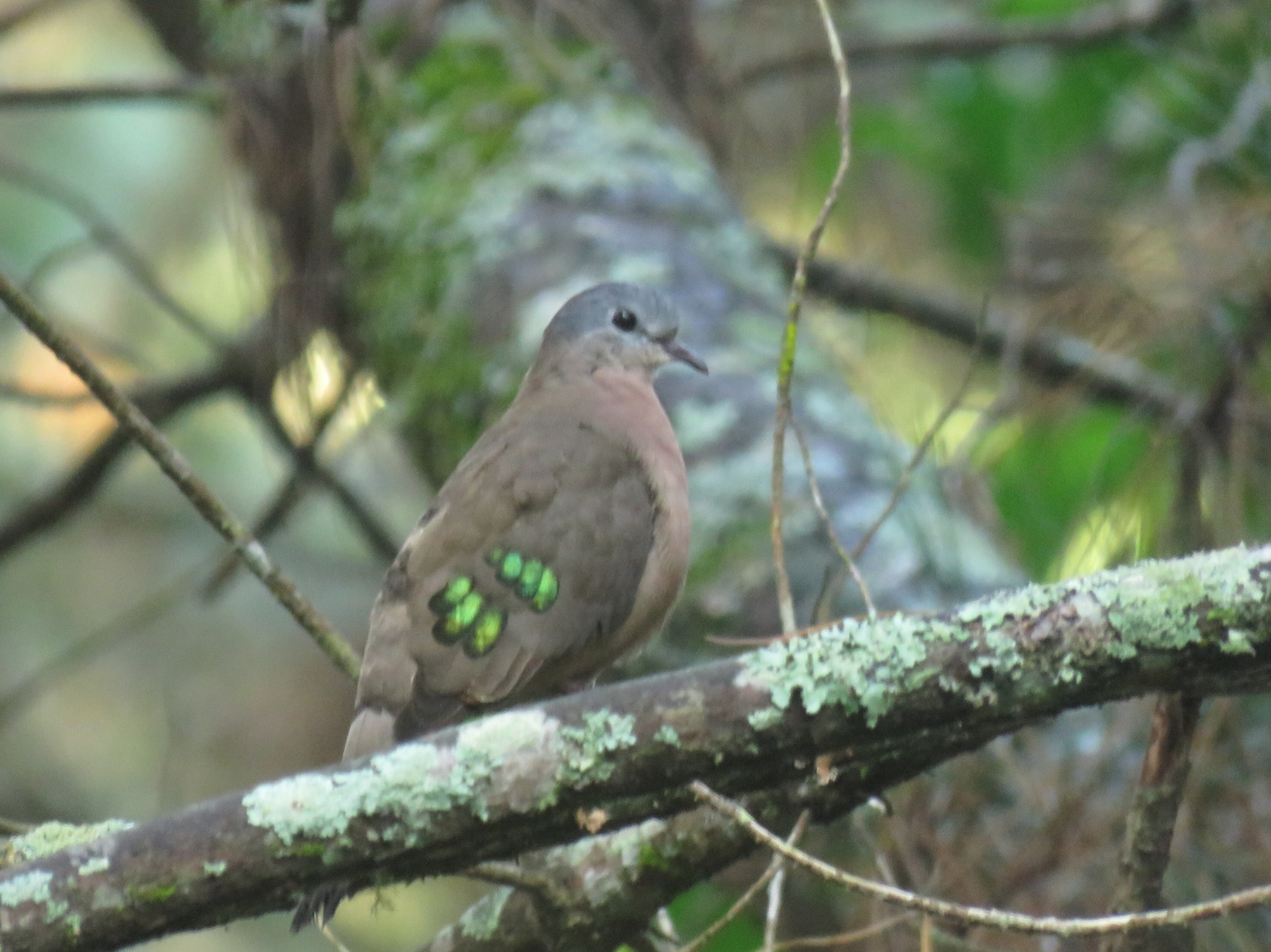 Emerald-spotted Wood-Dove (Turtur chalcospilos)