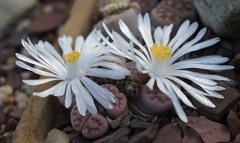 Lithops schwantesii