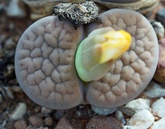Lithops hookeri