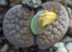 Lithops hookeri
