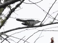 Chrysococcyx lucidus lucidus