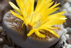 Lithops hookeri