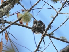 Chrysococcyx lucidus lucidus