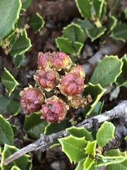 Ceanothus decornutus