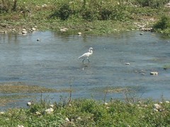 Egretta thula