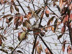 Chrysococcyx lucidus lucidus